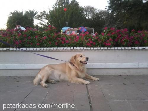 lila Dişi Golden Retriever