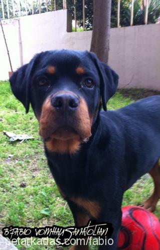 fabio Erkek Rottweiler