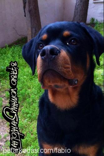 fabio Erkek Rottweiler