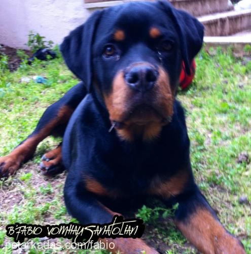 fabio Erkek Rottweiler