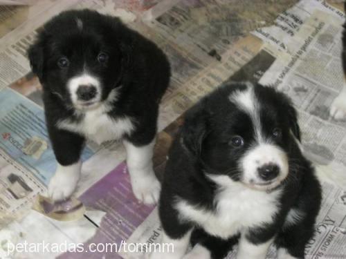 tom Dişi Border Collie