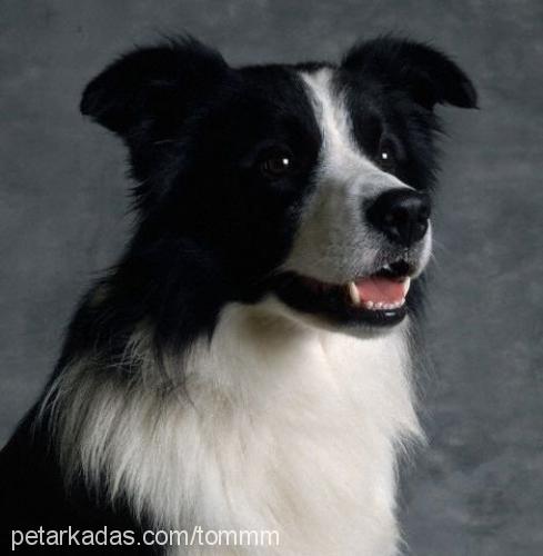 tom Dişi Border Collie