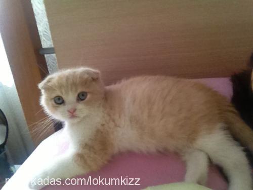 lokum Erkek Scottish Fold