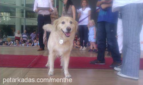 lila Dişi Golden Retriever