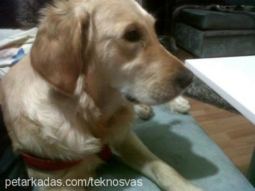 Şila Dişi Golden Retriever