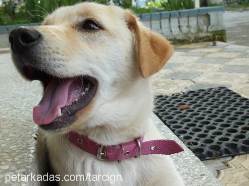 tarÇin Dişi Labrador Retriever