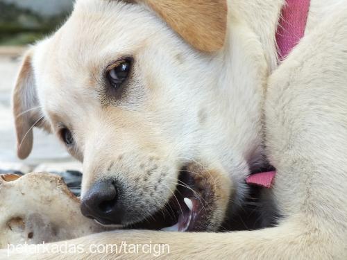 tarÇin Dişi Labrador Retriever