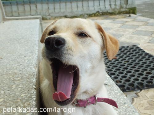 tarÇin Dişi Labrador Retriever