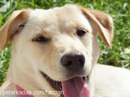 tarÇin Dişi Labrador Retriever