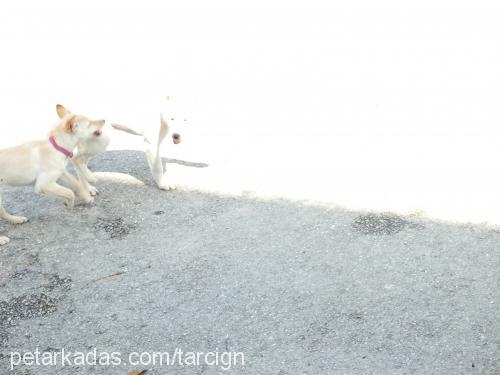 tarÇin Dişi Labrador Retriever