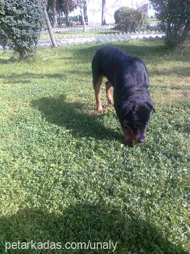 efe Erkek Rottweiler