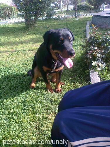 efe Erkek Rottweiler