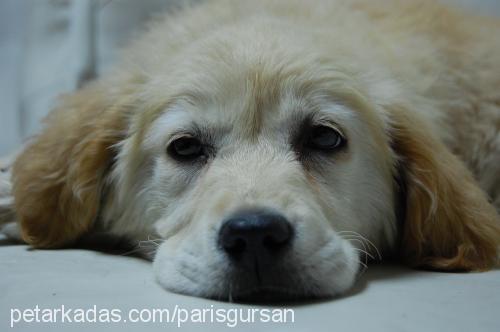 paris Dişi Golden Retriever