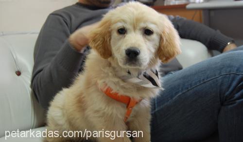 paris Dişi Golden Retriever