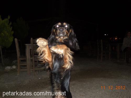 bixi Dişi Amerikan Cocker Spaniel