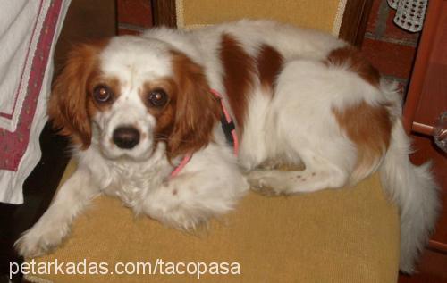 taço Erkek Cavalier King Charles Spanieli