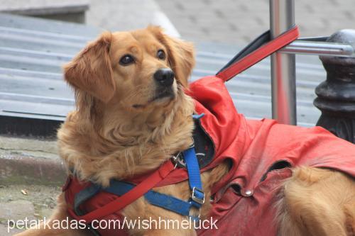 köpük Dişi Golden Retriever