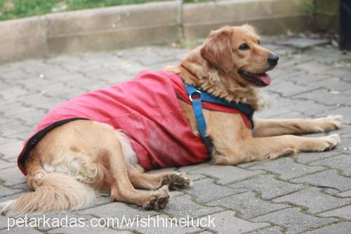 köpük Dişi Golden Retriever