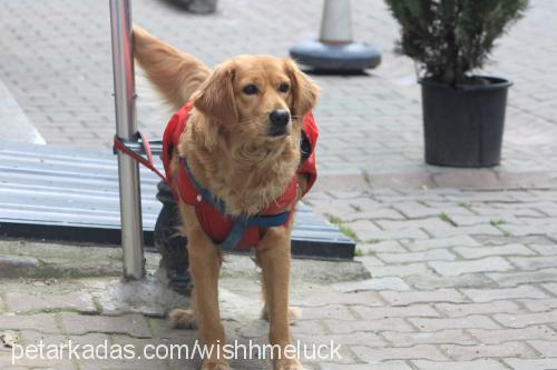 köpük Dişi Golden Retriever