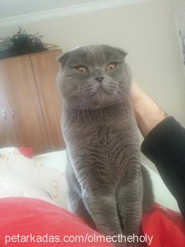 kivi Erkek Scottish Fold