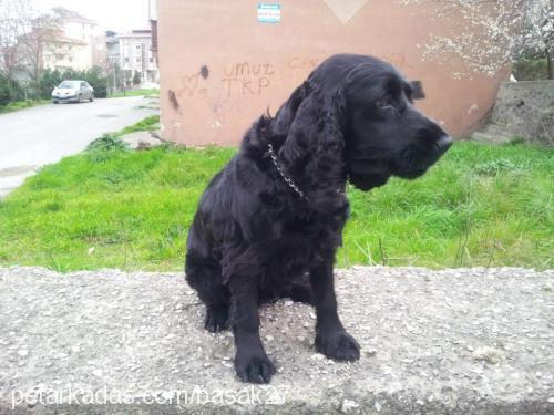 tüylü Dişi Amerikan Cocker Spaniel