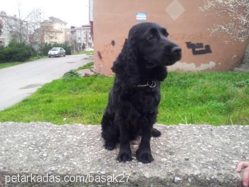 tüylü Dişi Amerikan Cocker Spaniel