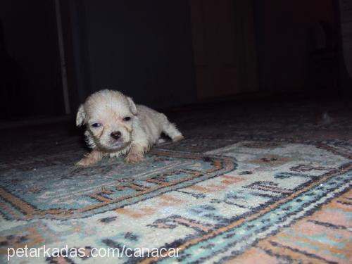 raşel Dişi Bichon Havanese