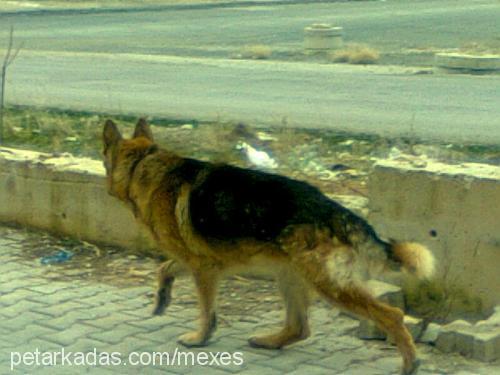 max Erkek Alman Çoban Köpeği