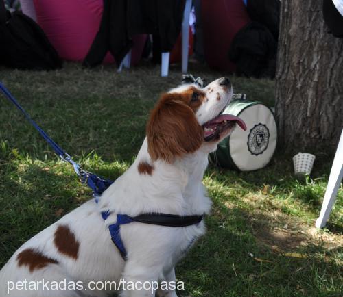 taço Erkek Cavalier King Charles Spanieli