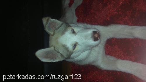 rüzgar Erkek Sibirya Kurdu (Husky)