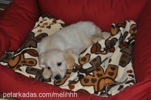 Çakıl Dişi Golden Retriever