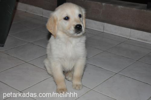 Çakıl Dişi Golden Retriever