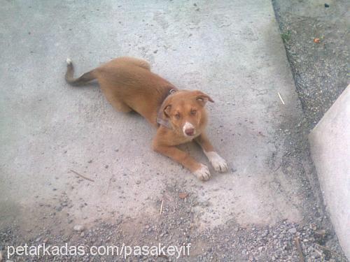 paşa Erkek Labrador Retriever