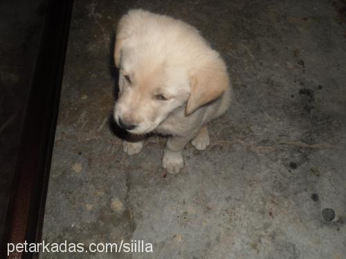 sarhoş Erkek Golden Retriever