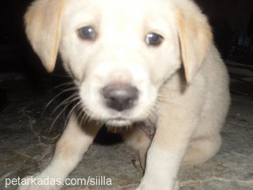 sarhoş Erkek Golden Retriever