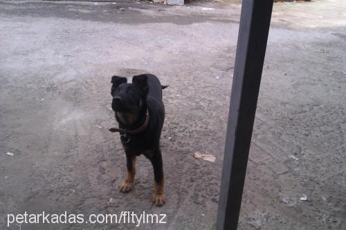 oscar Dişi Rottweiler