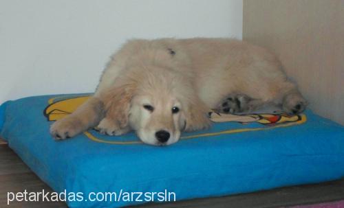 misha Dişi Golden Retriever