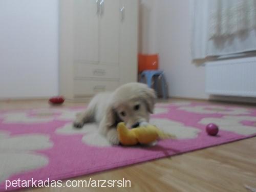 misha Dişi Golden Retriever