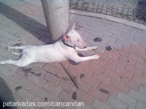 jack Erkek Bull Terrier