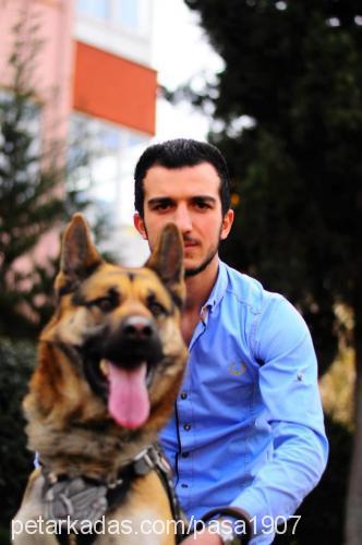 paŞaeŞaraniyora Erkek Alman Çoban Köpeği