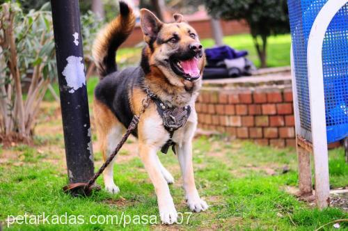 paŞaeŞaraniyora Erkek Alman Çoban Köpeği