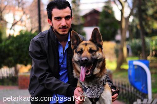 paŞaeŞaraniyora Erkek Alman Çoban Köpeği