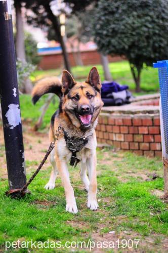 paŞaeŞaraniyora Erkek Alman Çoban Köpeği