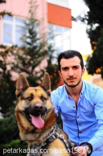 paŞaeŞaraniyora Erkek Alman Çoban Köpeği