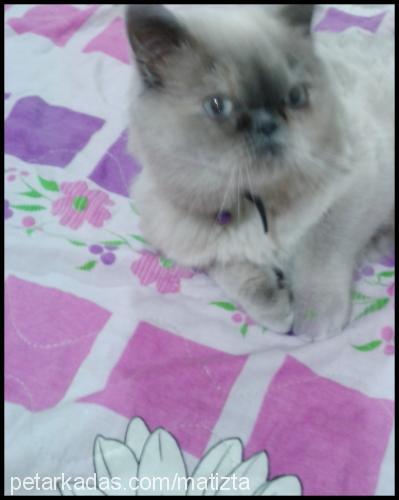 angel Dişi Exotic Shorthair