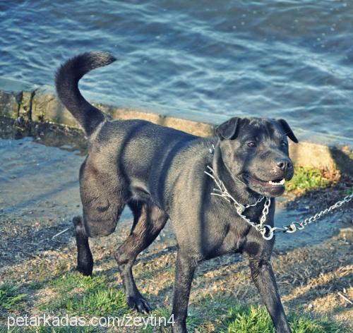 zeytİnshar Dişi Labrador Retriever