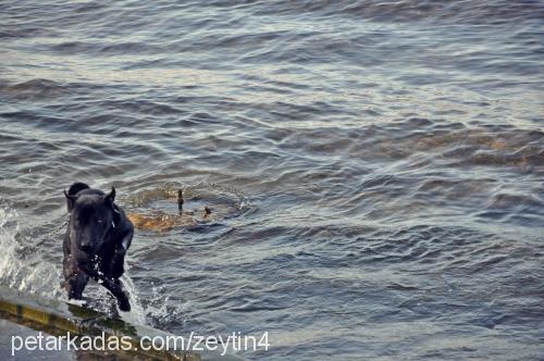 zeytİnshar Dişi Labrador Retriever