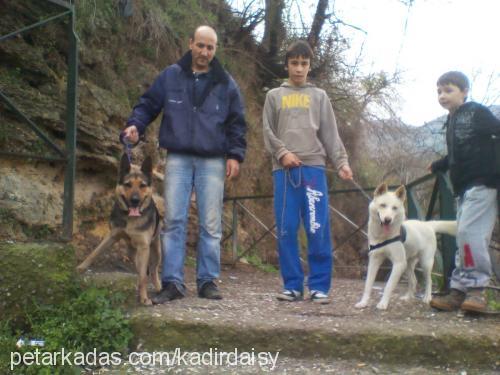 kontes Dişi Alman Çoban Köpeği