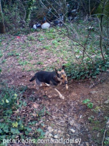 kontes Dişi Alman Çoban Köpeği