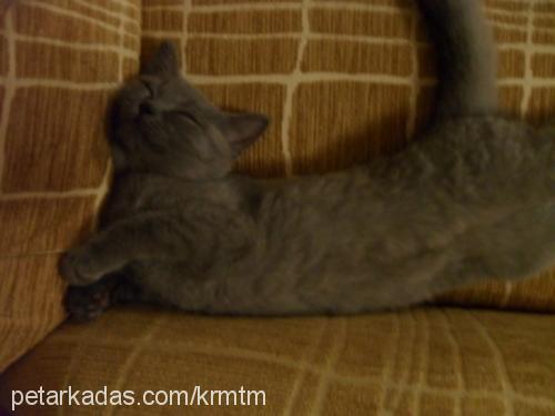 gümüş Dişi British Shorthair